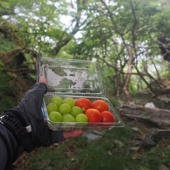 トマトとシャインマスカットも