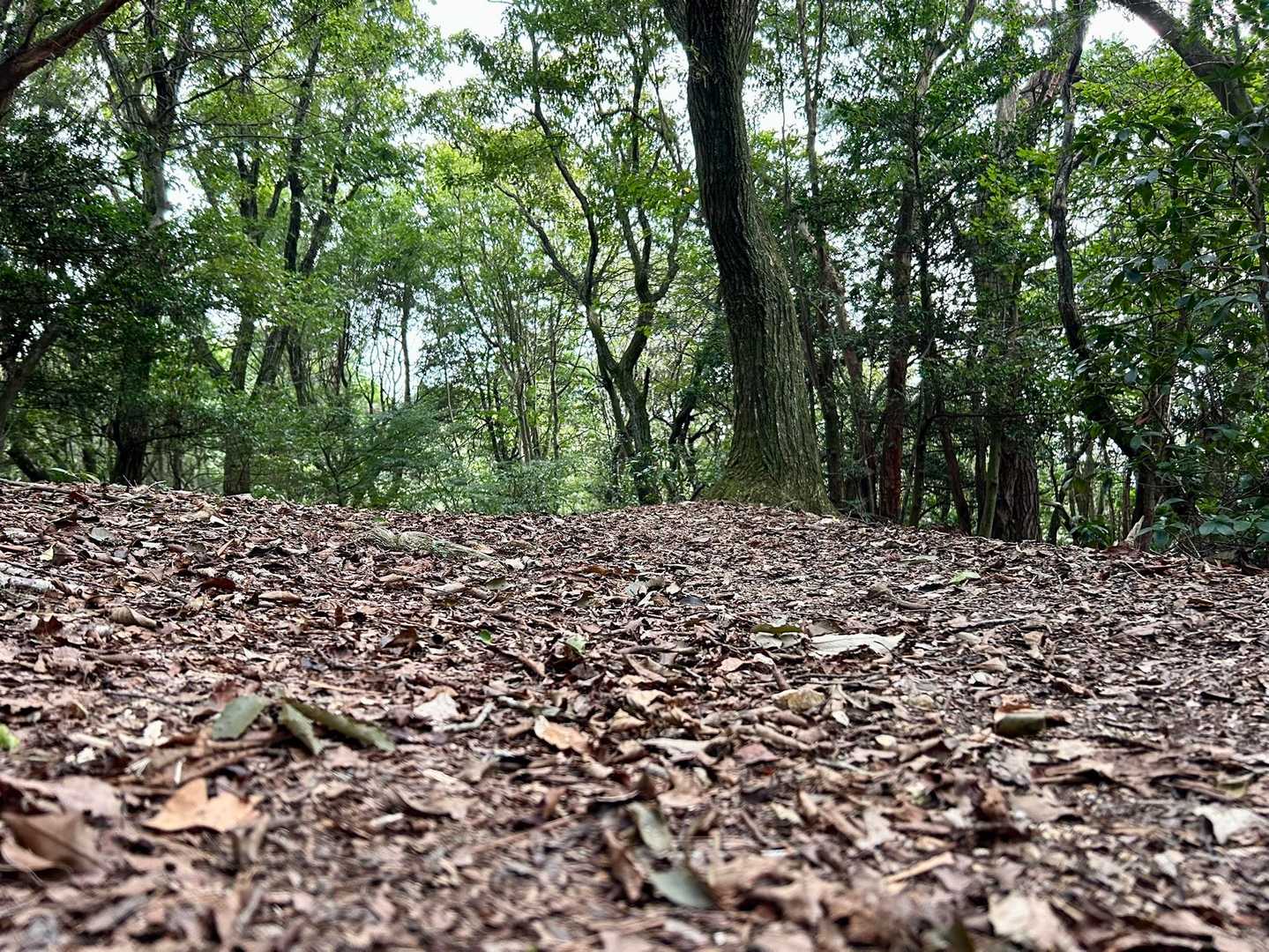 今朝の気温は、暑くも寒くもなく丁度いい୧😊૭