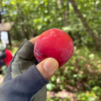 師匠からプラムをいただき😋
甘くてみずみずしく美味しー✨