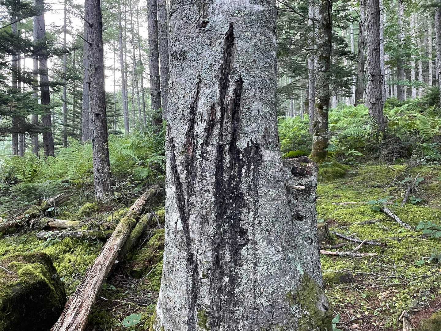 YAMAP マガジンによると、一本線だから鹿のツノかな🤔