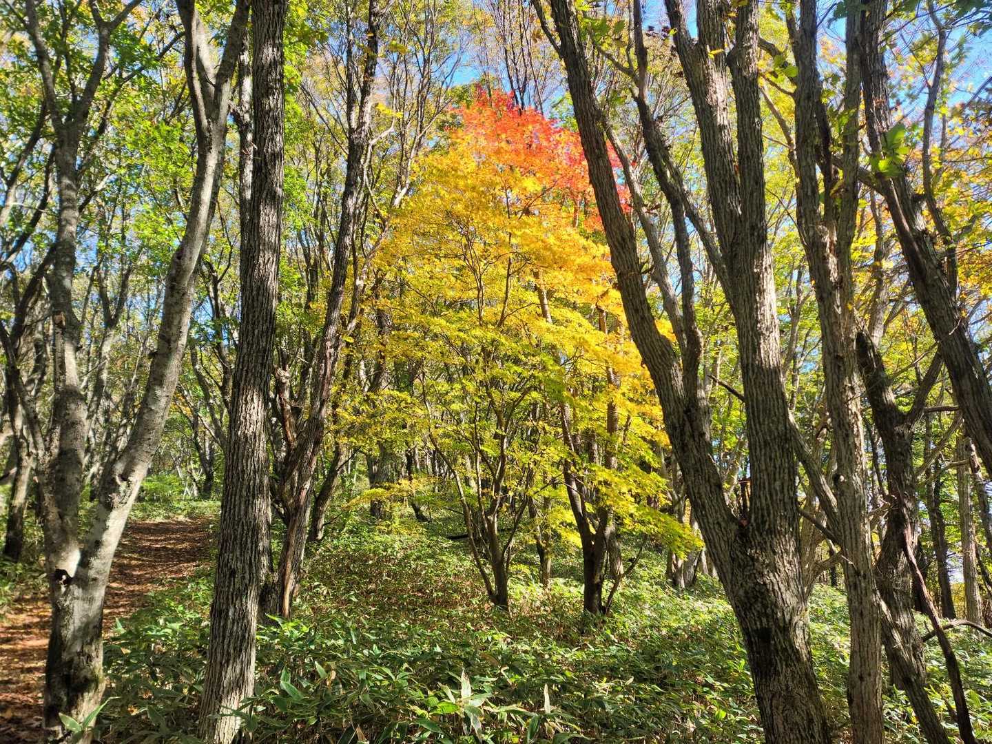 日山 往復コースの写真