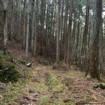 こんな感じの山道を上がります