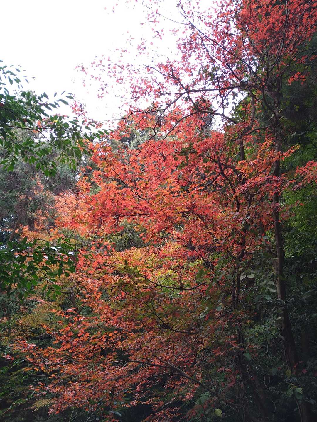 若草山麓バス停-若草山 縦走コースの写真