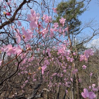 ツツジ山のヤシオツツジ