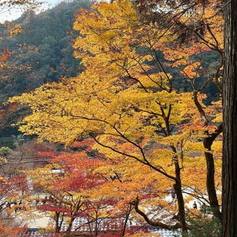 本堂の屋根と紅葉🍁
（肝心な本堂の写真を撮り忘れました🤣）