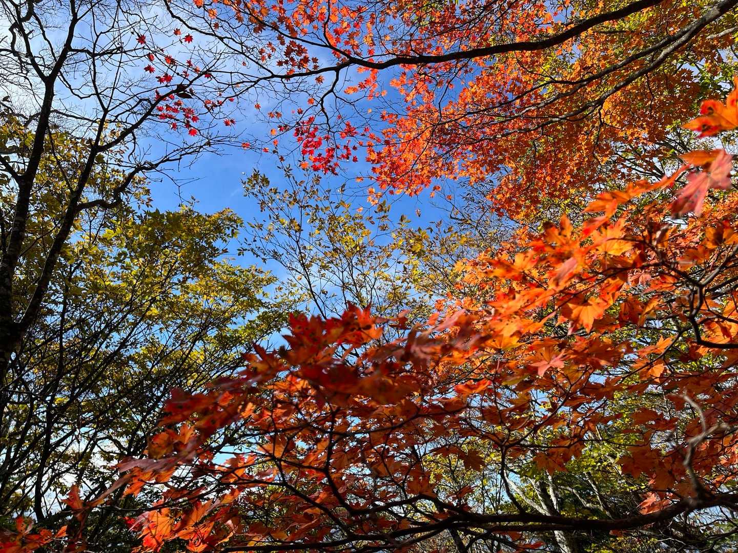 青空と紅葉🍁