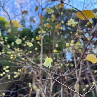 日当たりよい場所、こんな感じ
