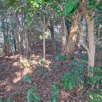 出た所から大沢山頂上を見るとこんな感じ。

頂上には、怪我なく帰ってこれたのでお礼を言って帰りました。