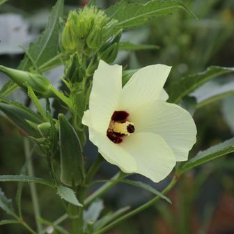 初めて見た オクラの花
ビタミンやミネラルが豊富な夏野菜のオクラは大好き😋
この後総社市内でお気に入りの うどん店にて昼食をとり 帰路についた。

終わり👋