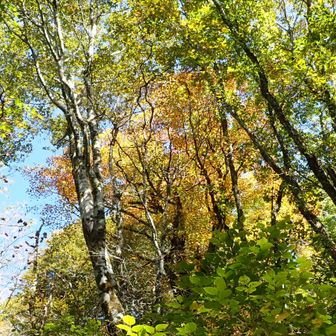 木々は紅葉が始まってる