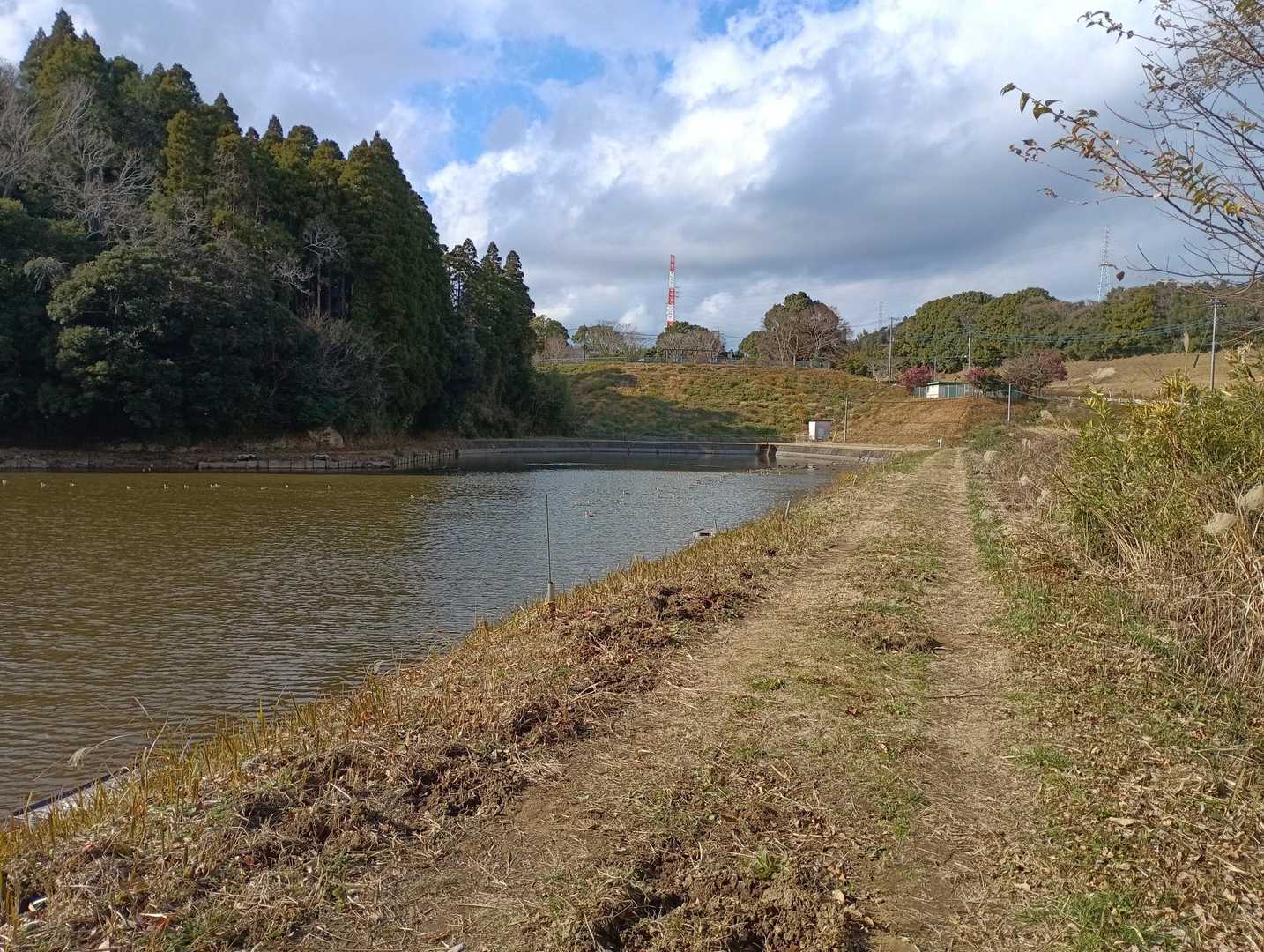 やっぱり冬は鴨がたくさん。