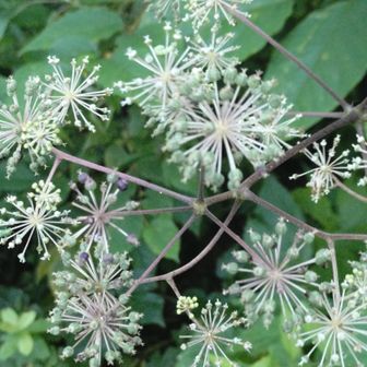 線香花火みたい✨️