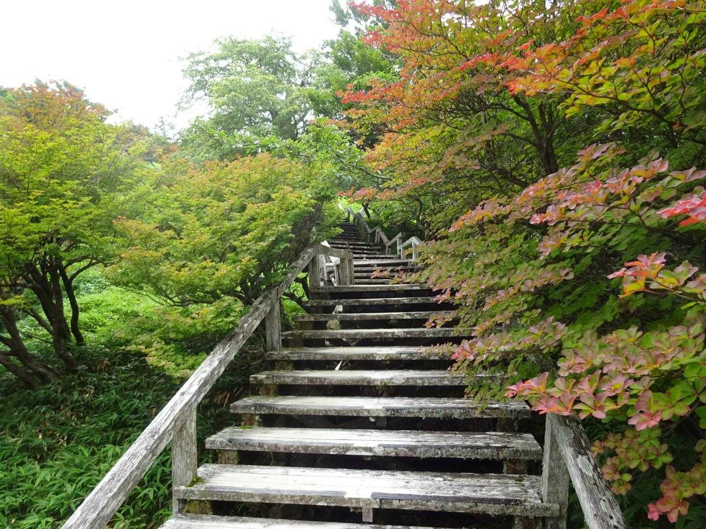 ゴヨウツツジでしょうか？花の時期には素晴らしい景色になるのでしょうね。
