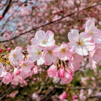 綺麗すぎて✨✨
造花みたい！🤭