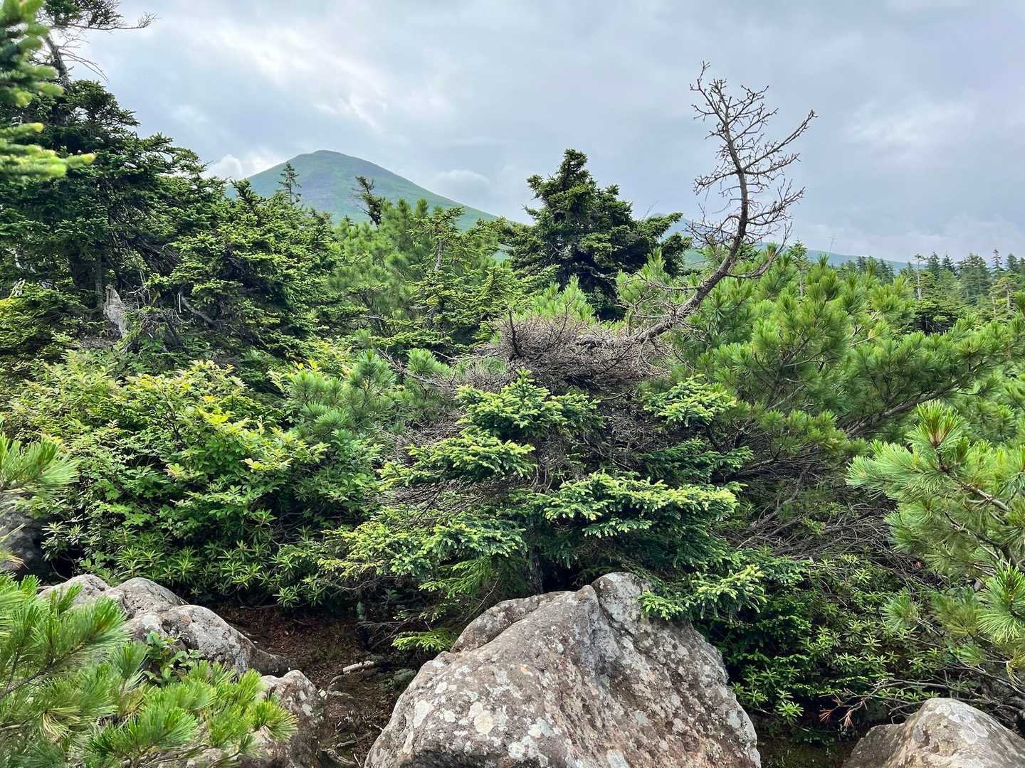 深い森を抜けて、やっと山が出てきました
