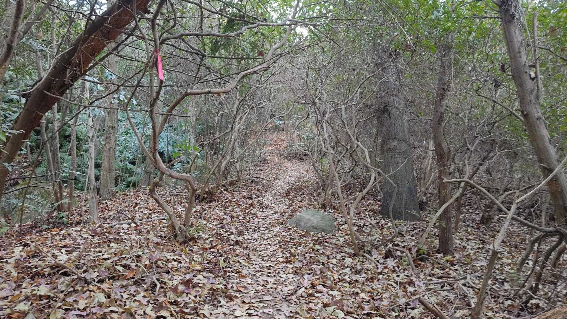 落ち葉🍂の絨毯🍂
