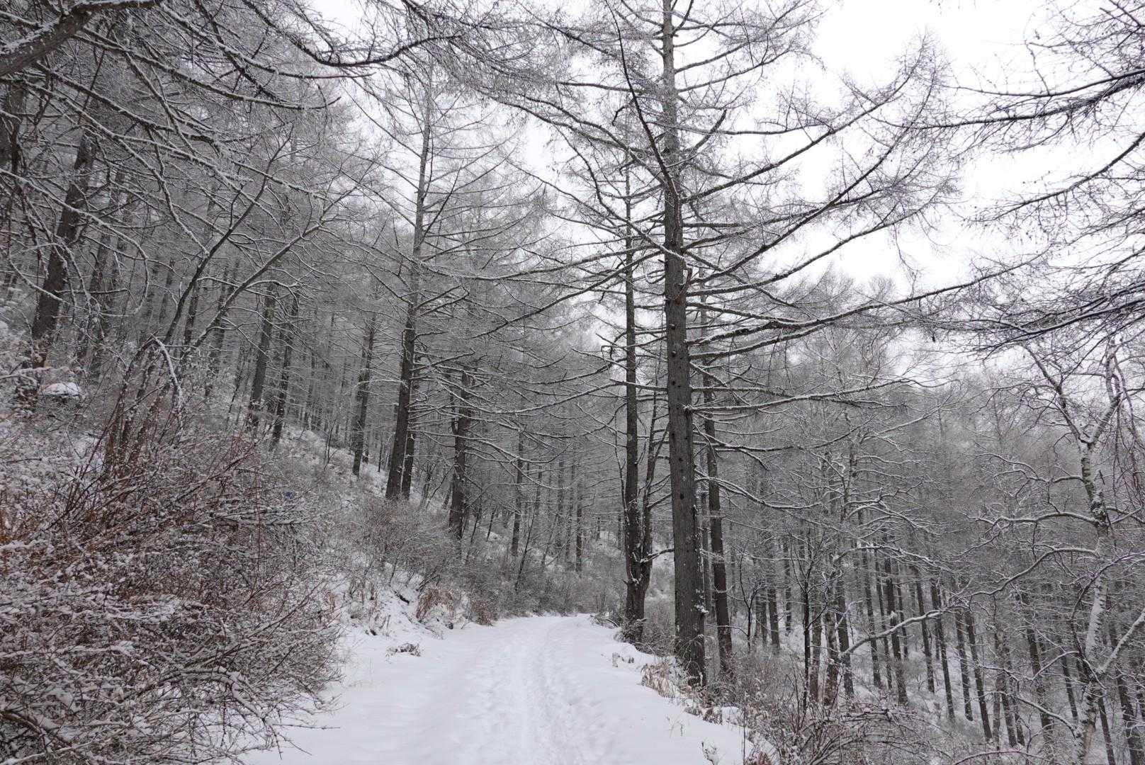 しばらく平坦な道
ちょっと雪が多くなりました