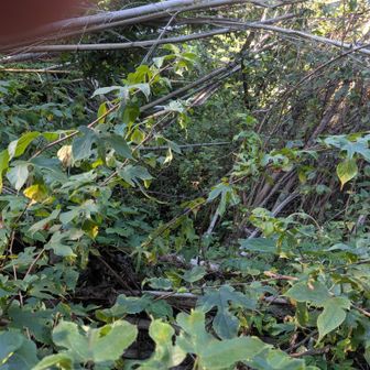 大分、酷い状況になり、しかも、踏み込むと水が流れるぬかるんだ道。