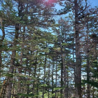 ノック音やさえずり聴こえる✨いるね😃