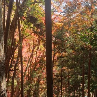 まだ紅葉が残っていた