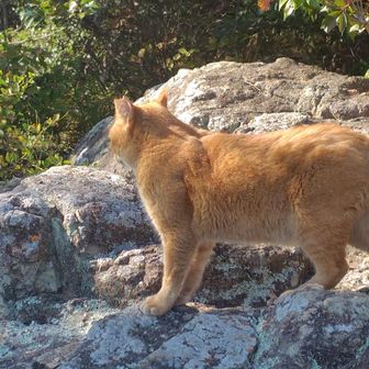 下山しようとすると
前を歩いて
道案内してくれます💕