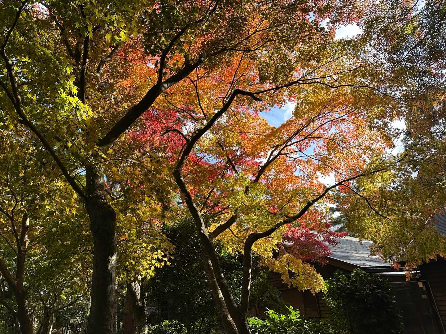 暗い裏側から見る、透けた紅葉🍁もいいね👍