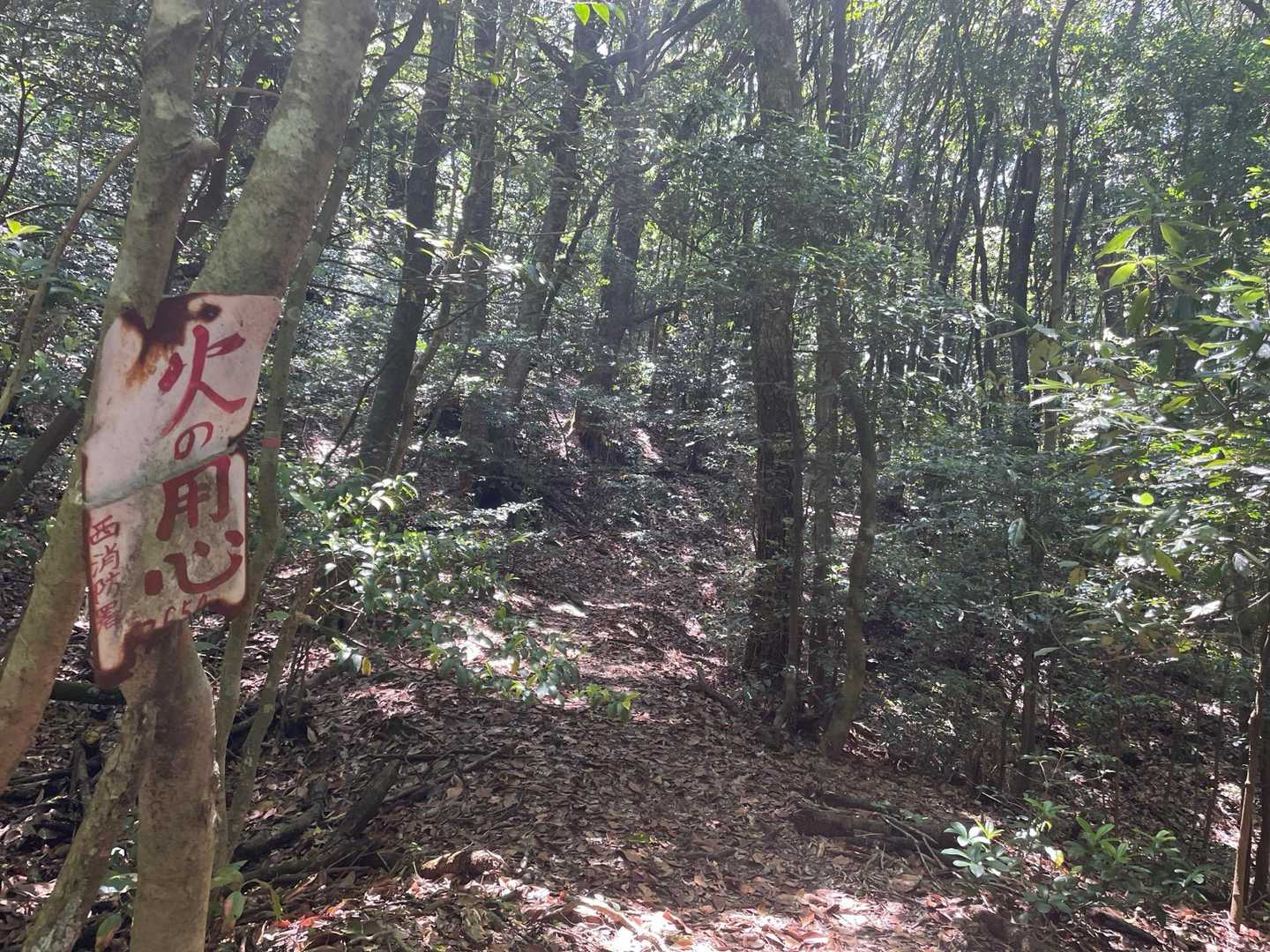 三瀬峠からすぐのところですが、傾斜は変わるもののずっとこの様な景色が続きます