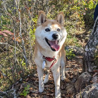 登山犬🐕️
めっちゃにっこにこやなー