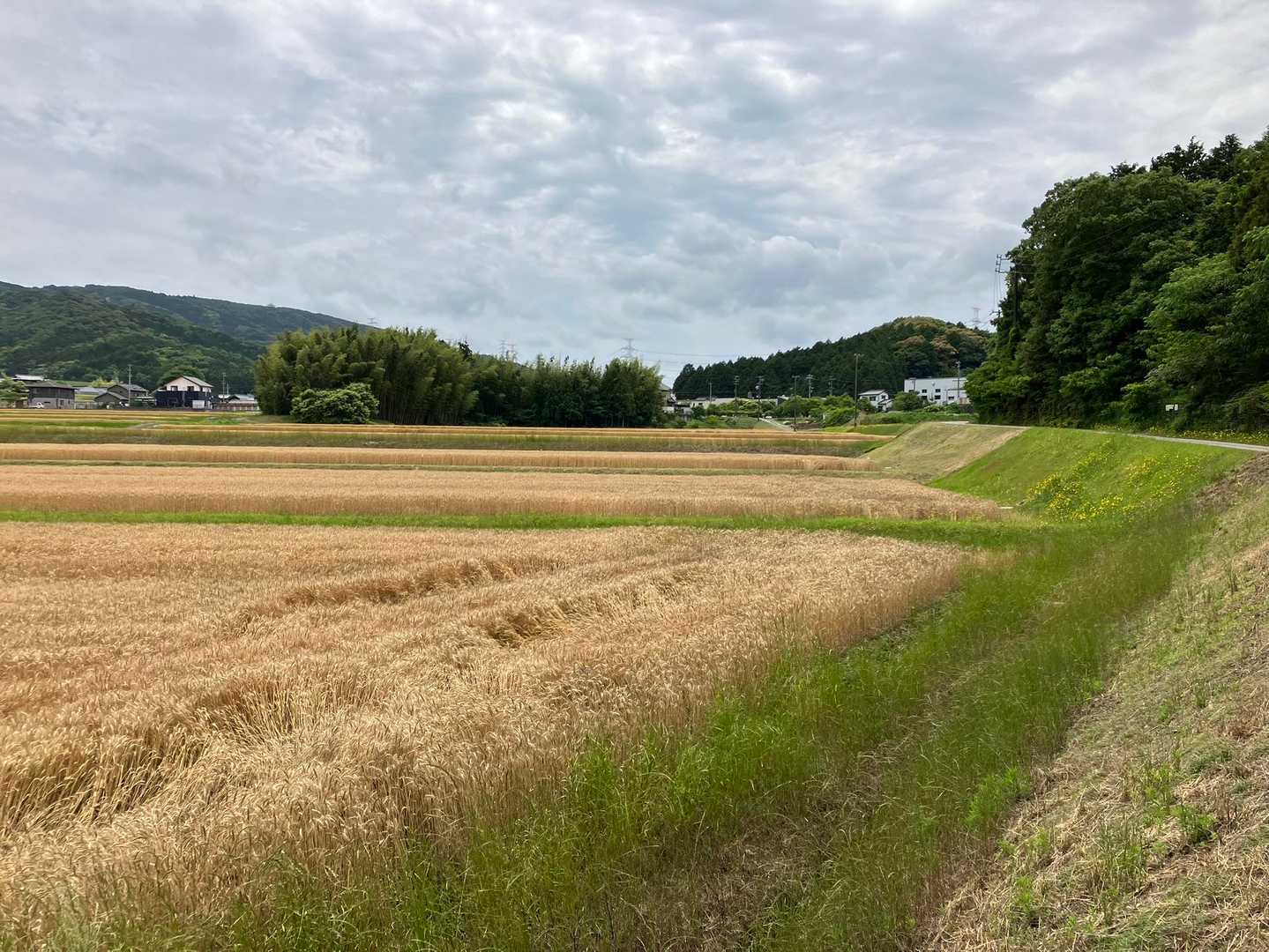 農道を戻ります