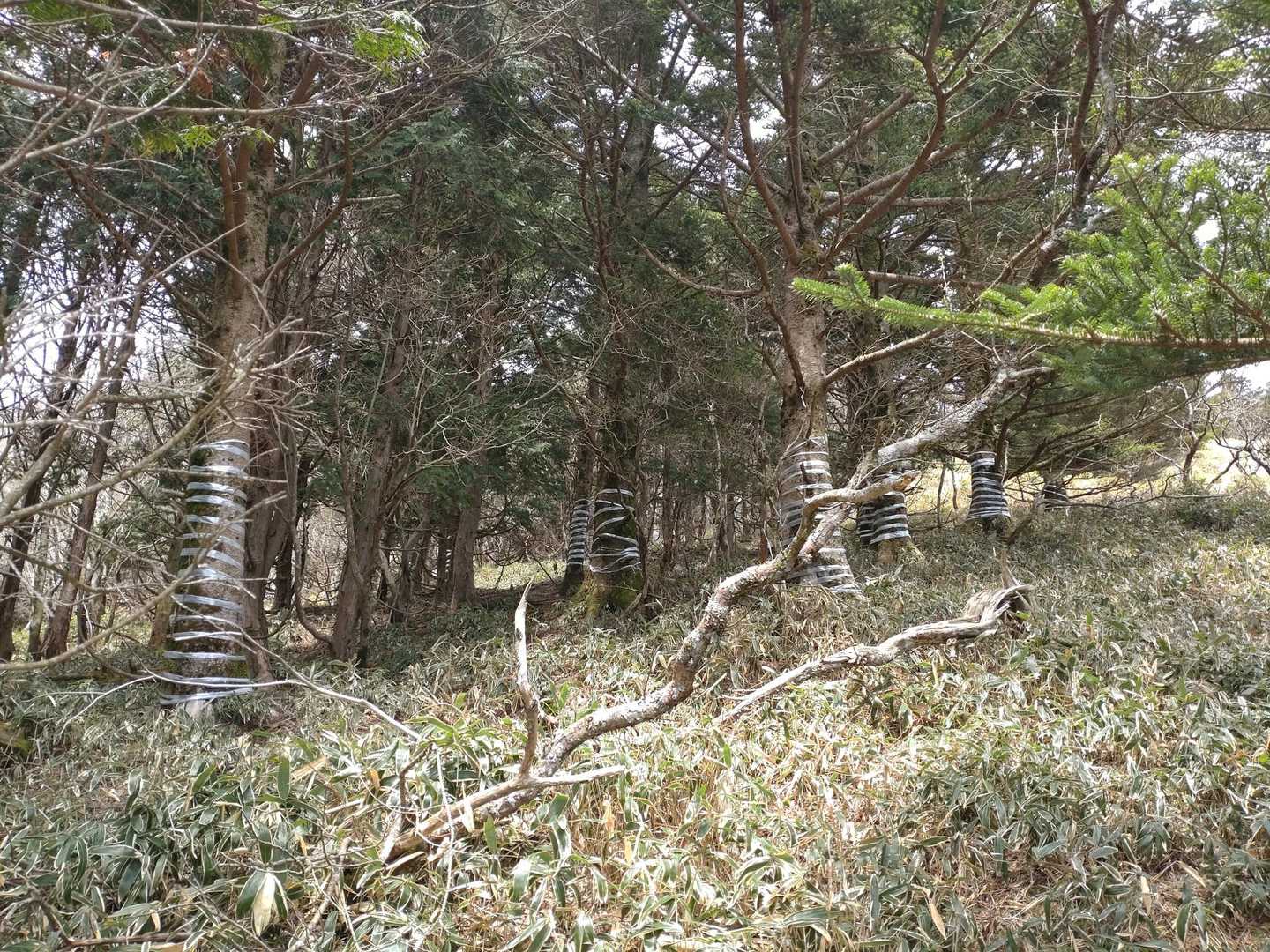 沓掛山はボーダーブーム🤣