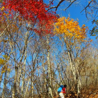左門岳 赤がオオイタヤメイゲツ、黄色はウリハダカエデ