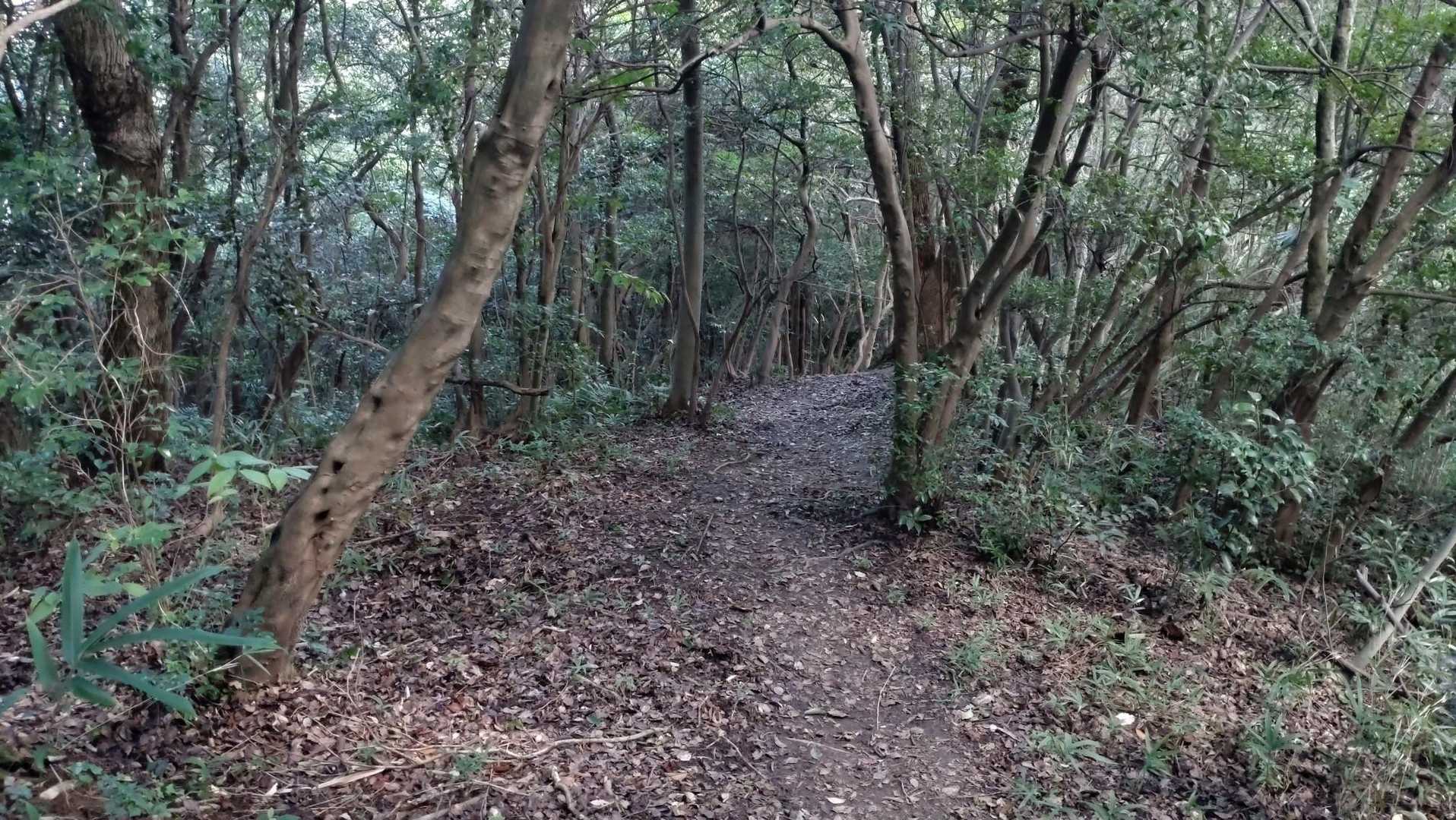 完全日陰で幸せ
