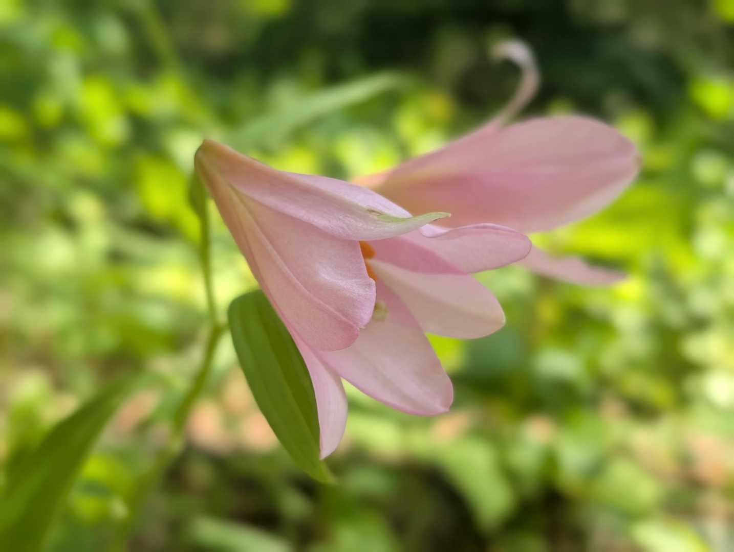 姫。早すぎませんか？