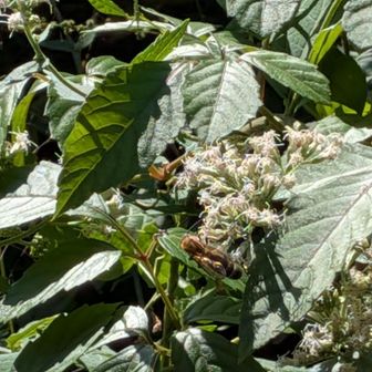 階段に咲く花に蜂が多いので⚠️