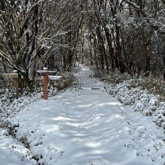 あるのは動物のフットプリントだけでした