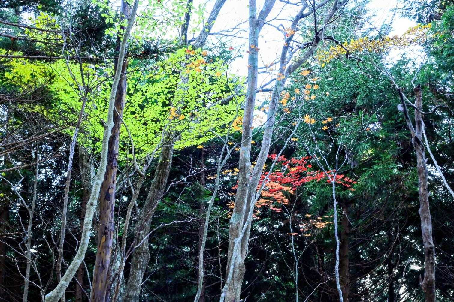 少しだけ紅葉🍁