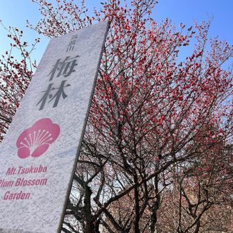 2月には梅がきれいでしょうね😊また来たいです
