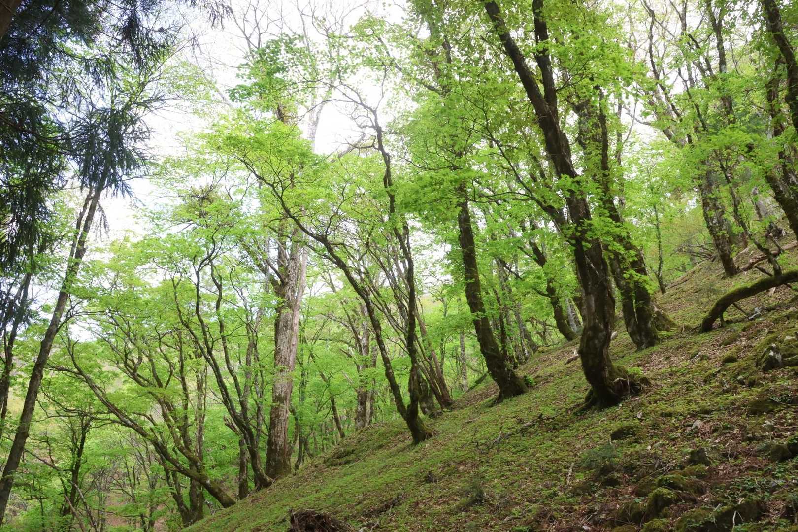癒やされる緑の森💚