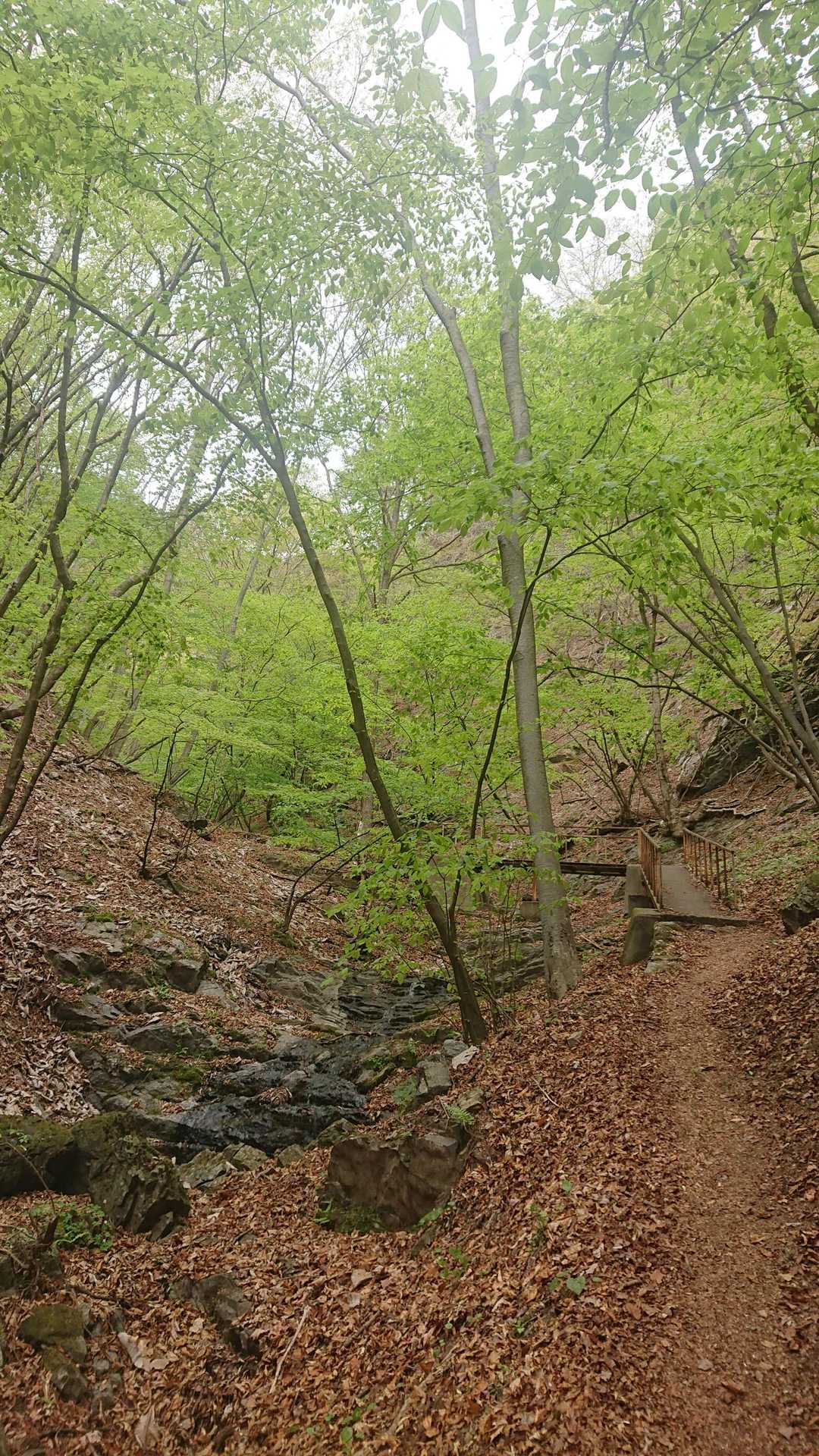 沢沿いの登山道と新緑