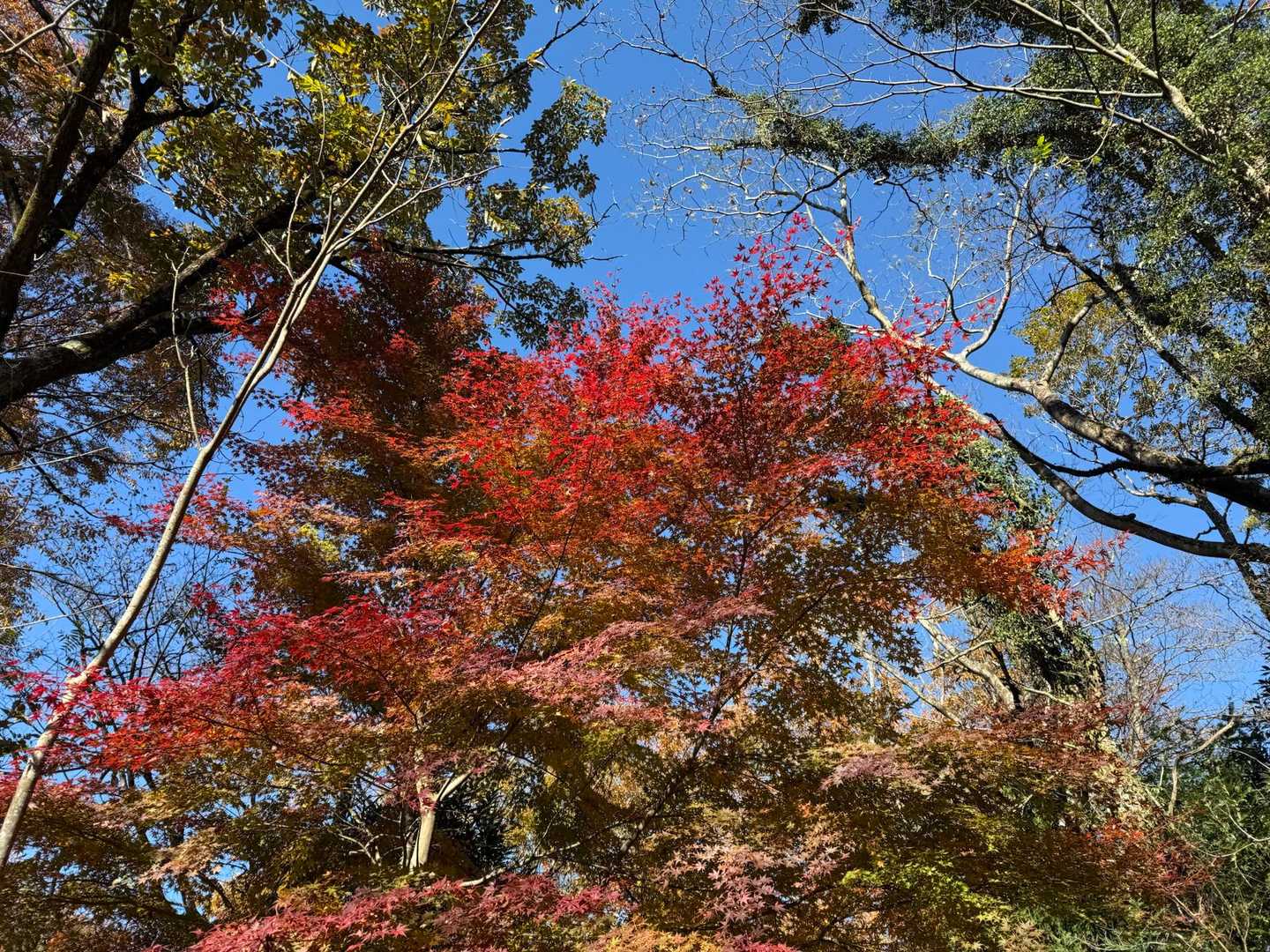 山北つぶらの公園からスタート
紅葉がいいね