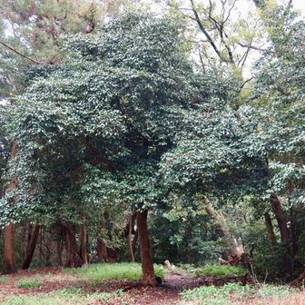 椿は蕾さえ見つけられなかった。
（1年前は4/16で満開だった）

立花山へ