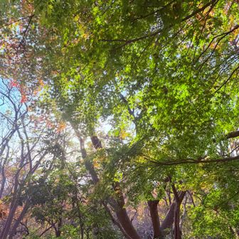 　　　これからのもみじ　鮮やかな緑
　　　　って事は〜　まだ楽しめるね〜