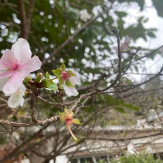 せっかくなので瑠璃光寺でお参りして帰ろ🌸
