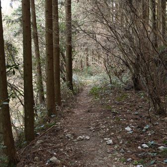 トラツグミのような声が聞こえたのは気のせいかな・・・　今日も楽しい山歩き⛰️ありがとうございました