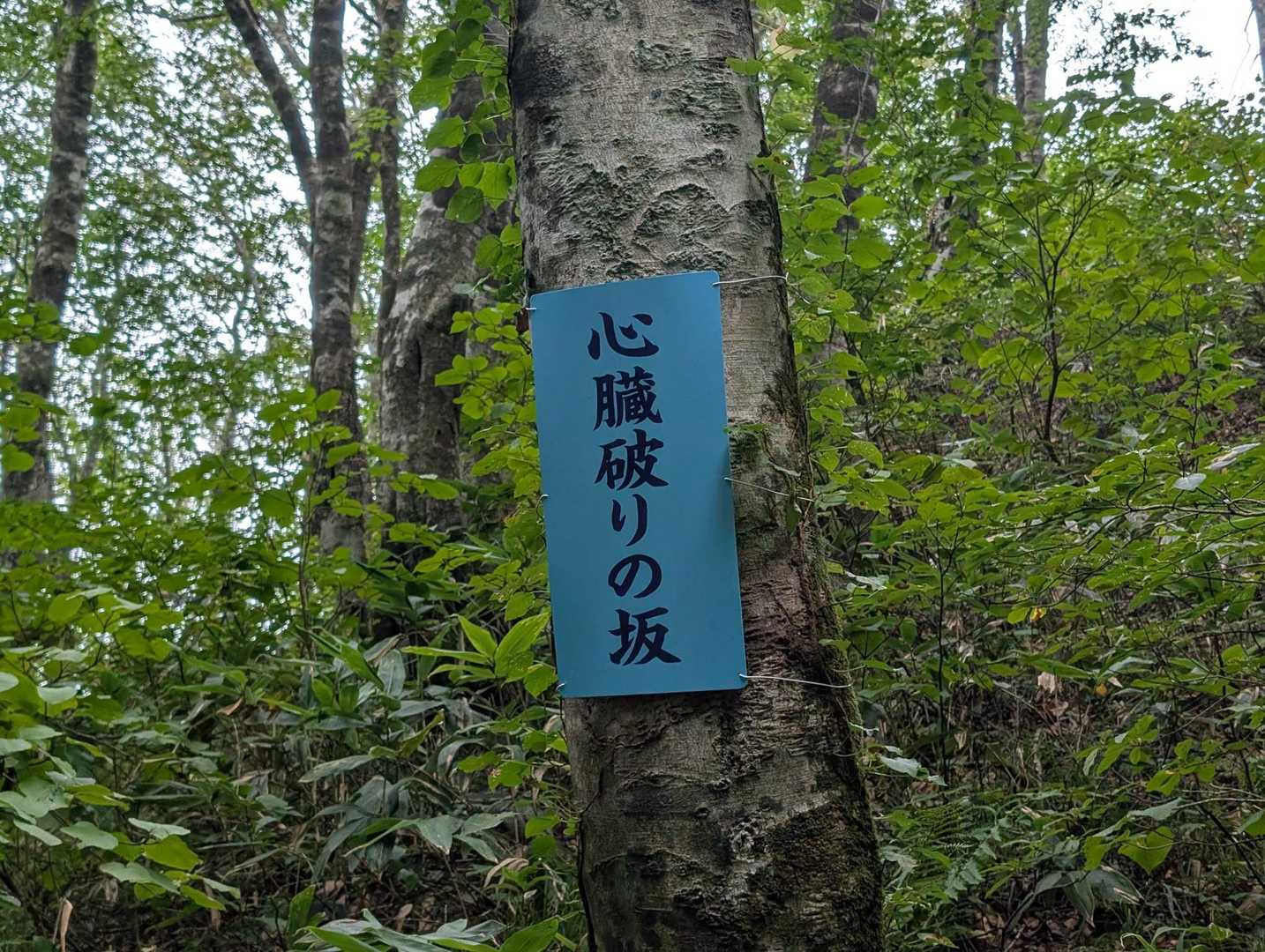 急坂を登りきったと思ったら心臓破りの坂だと。ココまでなのかココからなのか？
