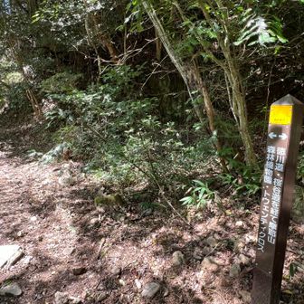 徳川道から続いて、幾つもの渡渉があるトゥエンティクロスの道を行きマス