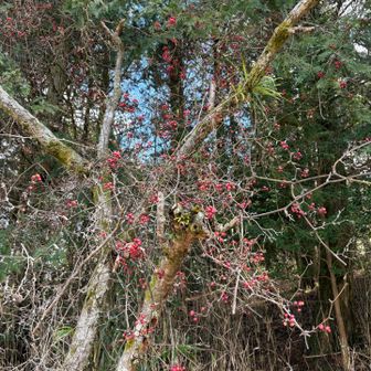 赤い実がなってる