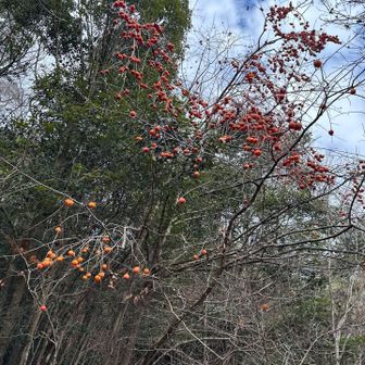 柿がいっぱい…今秋でしたっけ？