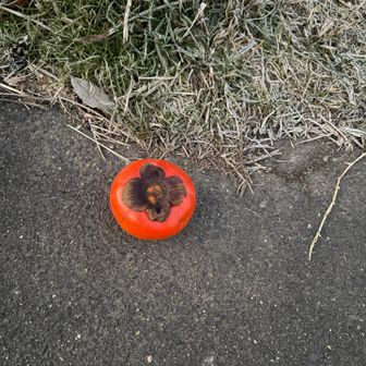 何故か柿の落とし物、、

近くに柿の木なんてあったっけ？