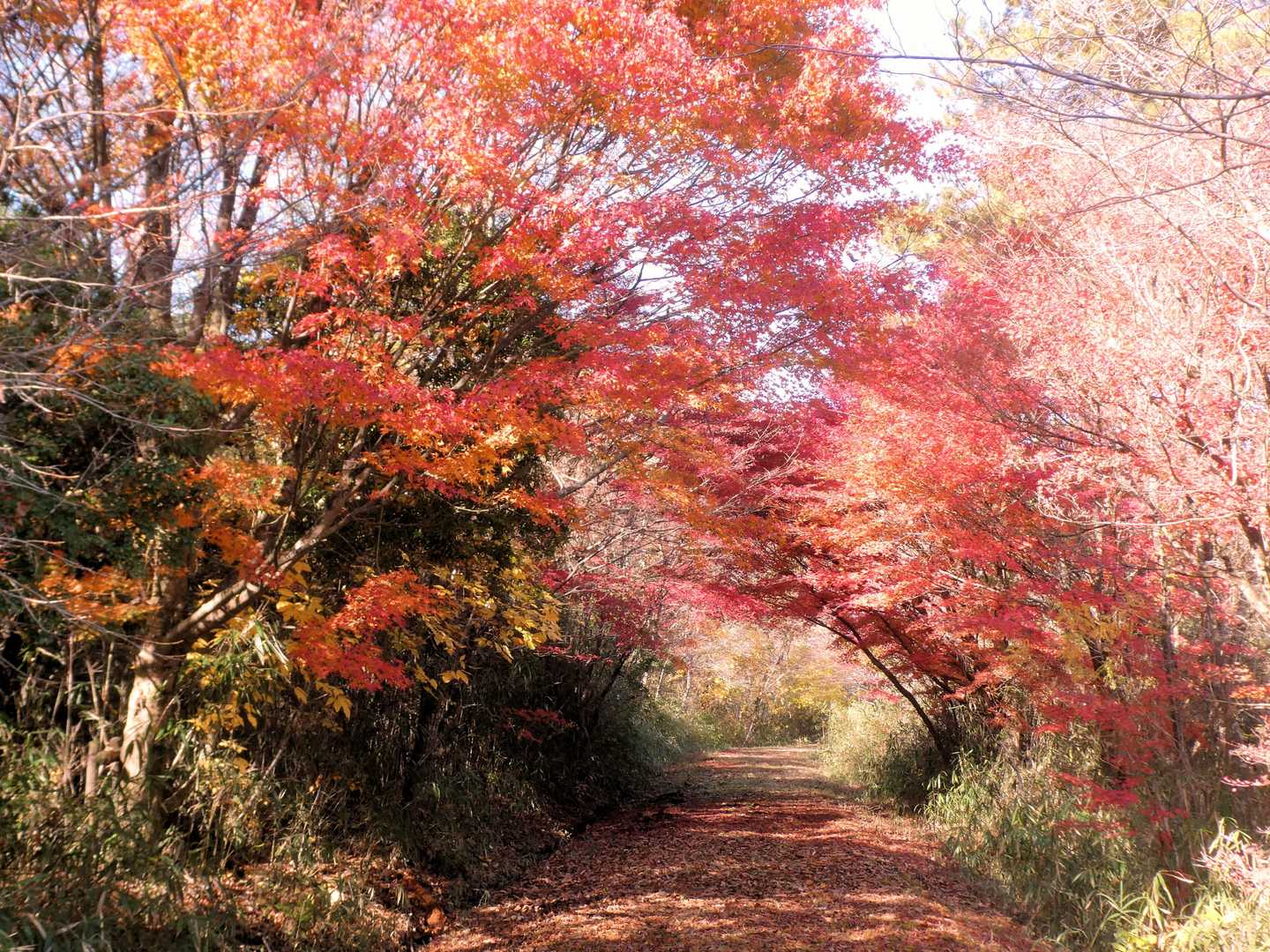 紅葉のトンネル？ゲート